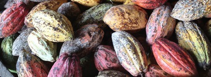 Cacaopods